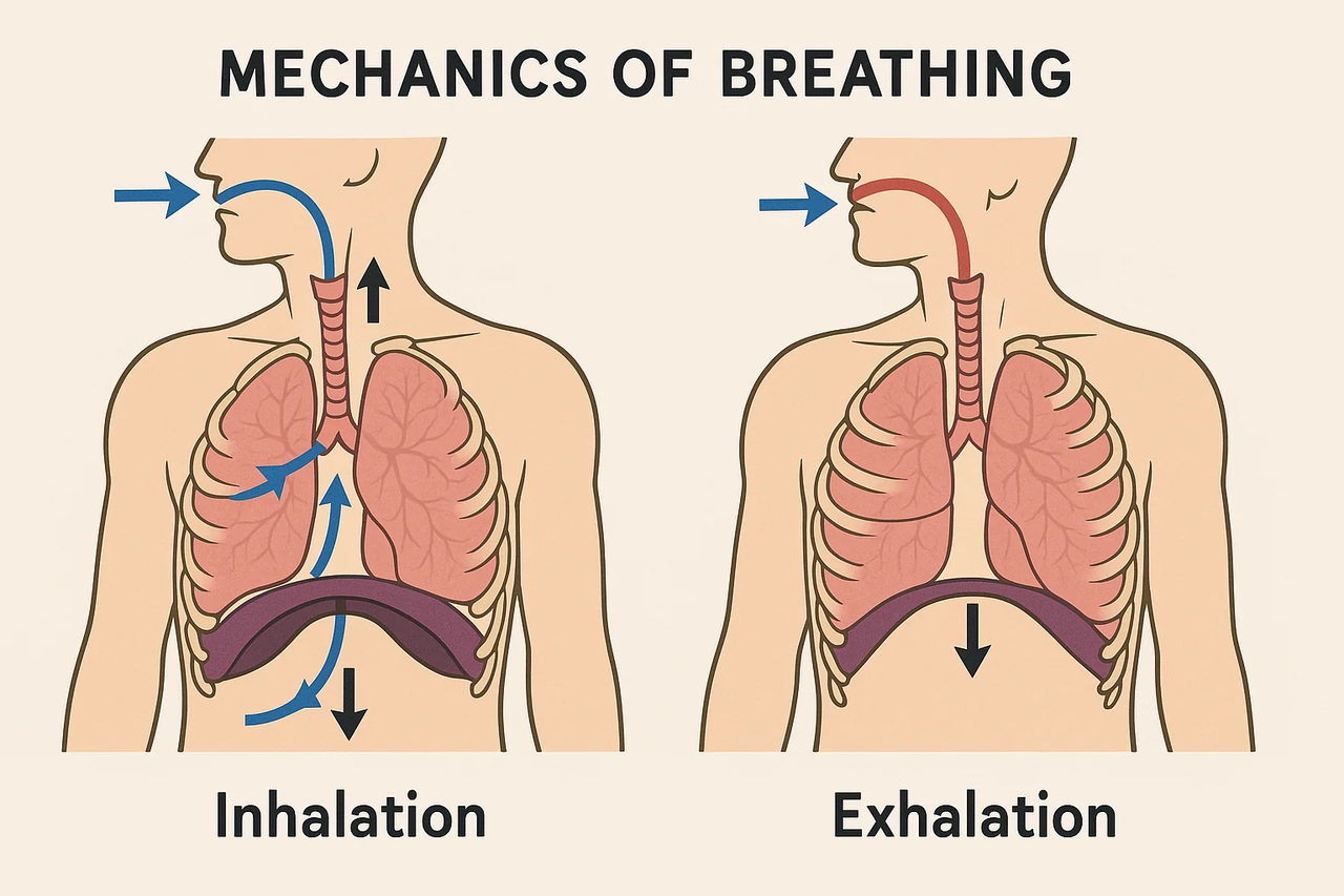 Create Engaging Infographics and Diagrams